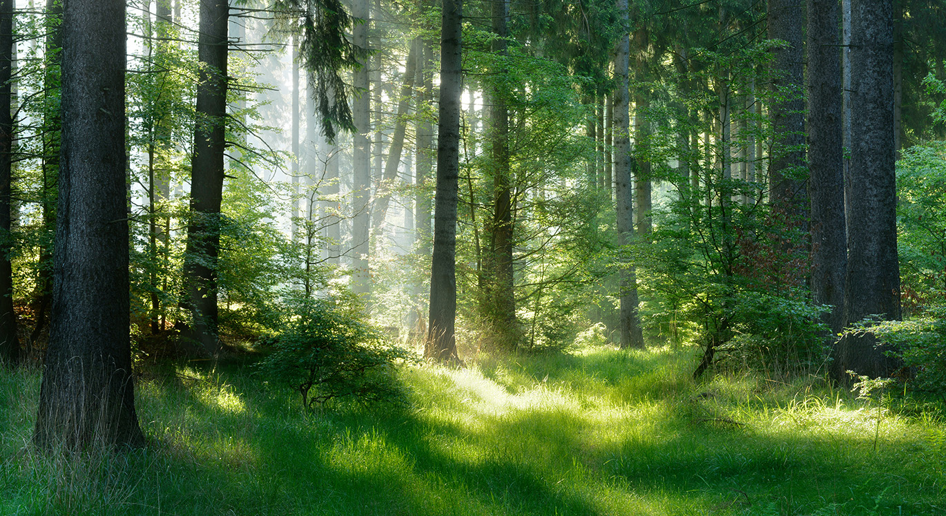 Lichtstrahlen fallen in eine kleine grüne Waldlichtung.